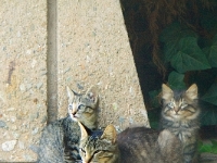 Hermes as a kitten with family